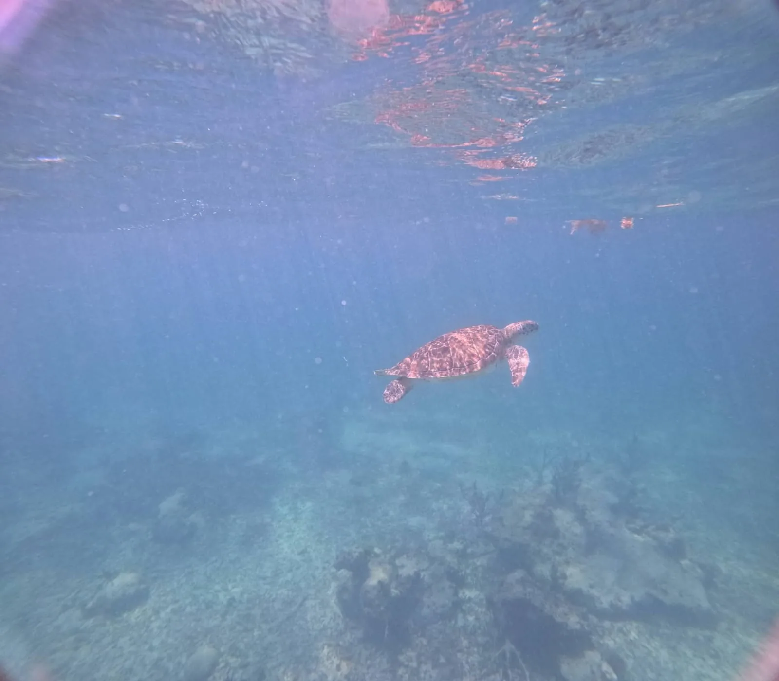 Snorkel + All-Inclusive